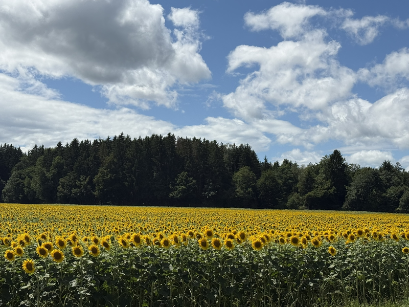 Blick auf ein blühendes Sonnenblumenfeld mit blauen Himmel und weißen Wolken. Im Hintergrund ein Wald.
