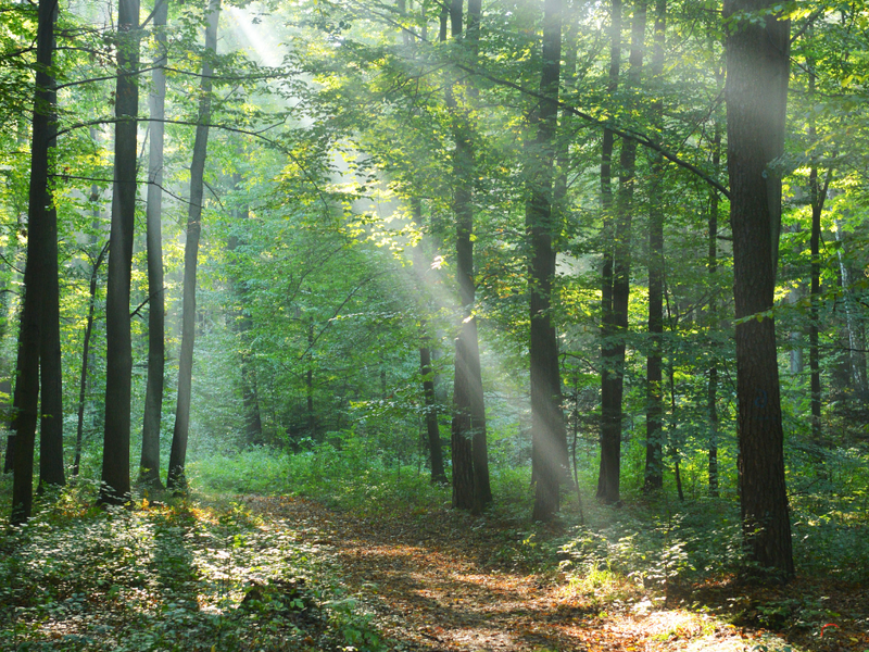 Durch einen dichten Laubwald bricht das Sonnenlicht auf einen Weg.