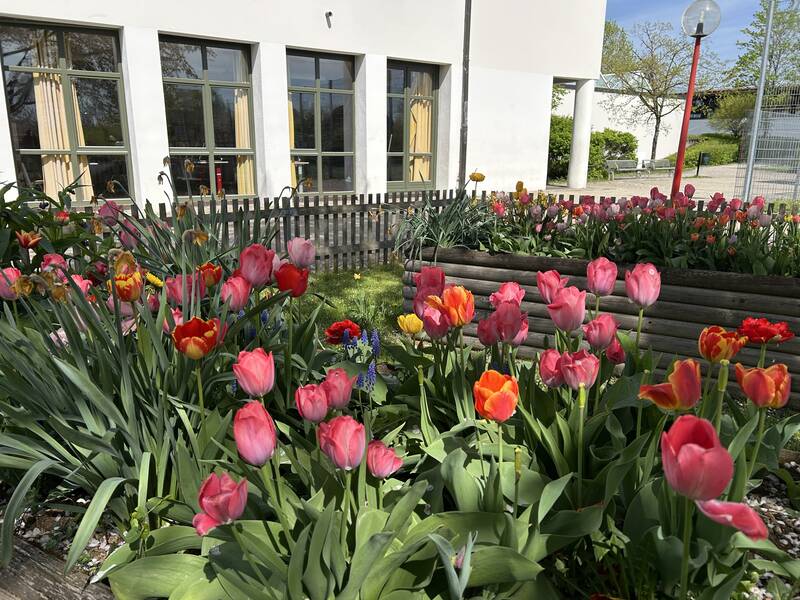 In zwei Hochbeeten auf einem Schulhof wachsen bunte Tulpen. 