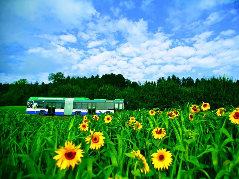 Zwischen einem Wald und einem Sonnenblumenfeld fährt ein Bus. 