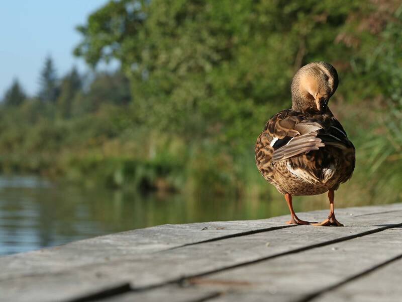 Eine Ente steht auf einem Holzsteg vor einem verschwommenen Hintergrund aus Bäumen und Wasser.