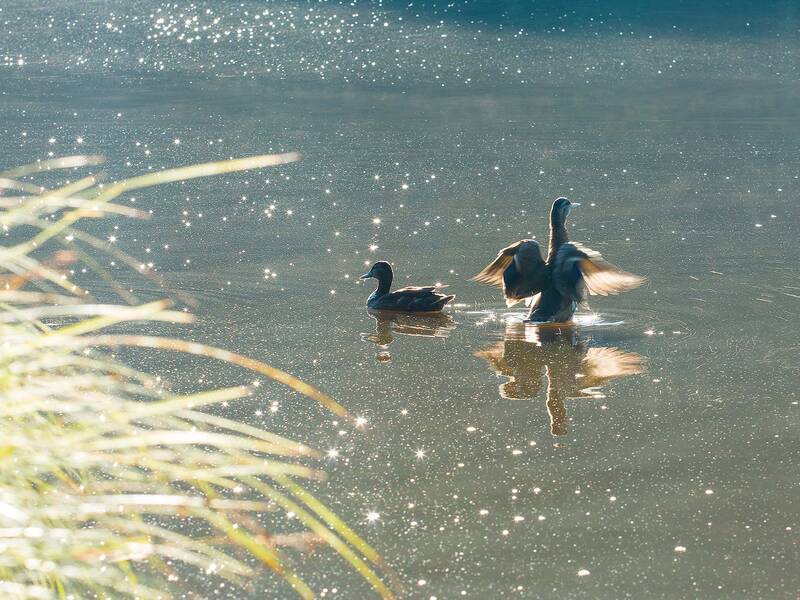 Zwei Enten schwimmen auf einem funkelnden See im Sonnenlicht, während eine von ihnen die Flügel ausbreitet.