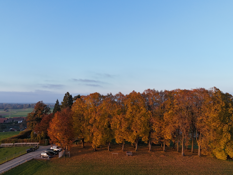 Drohnenbild mit Blick auf die Kastanienbäume an der Ludwigshöhe in Herbstfarben